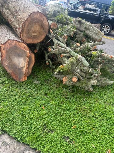  for Narrow Path Tree Service in Deland, FL