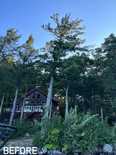 Tree Services for Blue Ribbon Tree Service in Gilford, NH