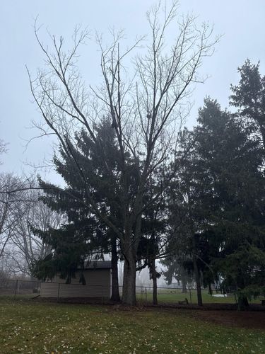 Tree Removal for Fransen's Tree Service  in Freeport, IL