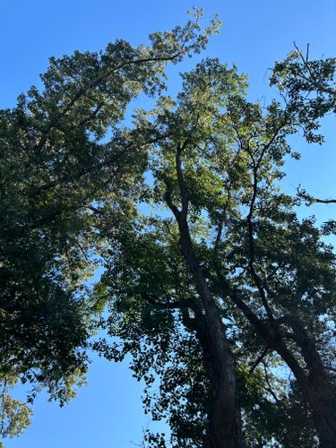  for Big Bear Tree Service in Newport News, VA