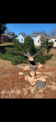 Stump Removal for Jills Stump Grinding and Firewood in Shelton, CT