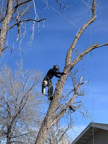  for Elevated Tree Care in Gillette, WY