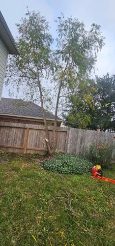  for Servin's Tree Care  in Houston, TX