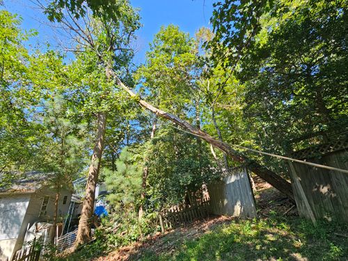 Tree Removal for Hired Gunz Services LLC in La Plata, MD