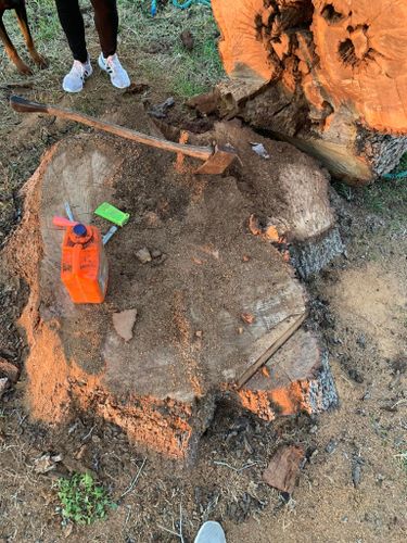 Stump Removal for Braun Tree Service  in Floresville, Texas