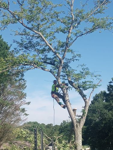Tree Trimming for Backwoods Tree Experts in Hickory, NC
