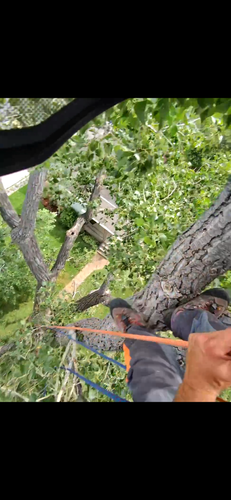 Tree Removal for Elevated Tree Care in Gillette, WY
