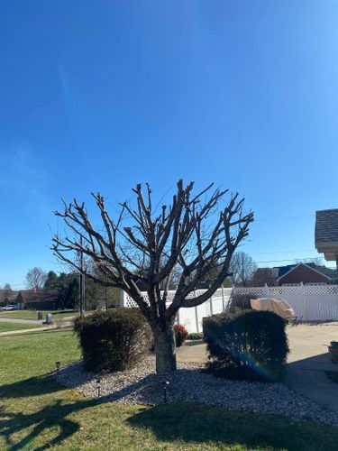 Fall and Spring Clean Up for Atwood’s Tree Care in Liberty,  KY