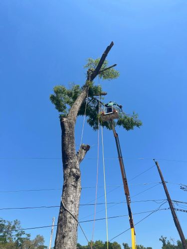 Tree Trimming for McGraw’s Lawn and Tree Service in DeLand, FL