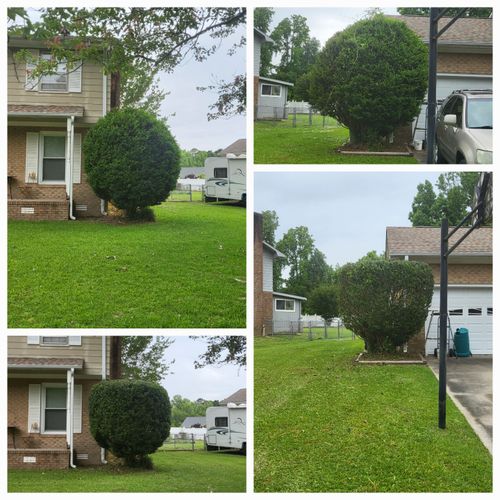 Hedge Work for Heroy's Lawn Services in Jacksonville, North Carolina