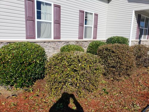 Hedge Trimming for South Montanez Lawn Care in Fayetteville, NC