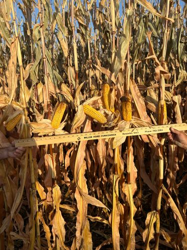 Farming for Legge Farms and Drainage in Garner, IA