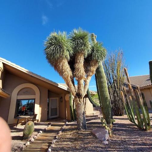 Tree Removal for T's Tree Service and Firewood in Apache Junction, AZ