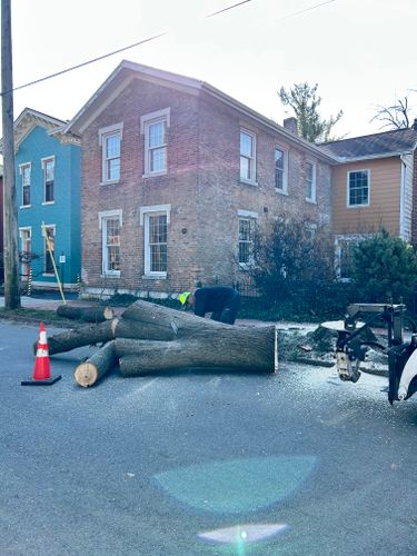All Photos for Pro Tree Trim & Removal, Llc in Dayton, OH