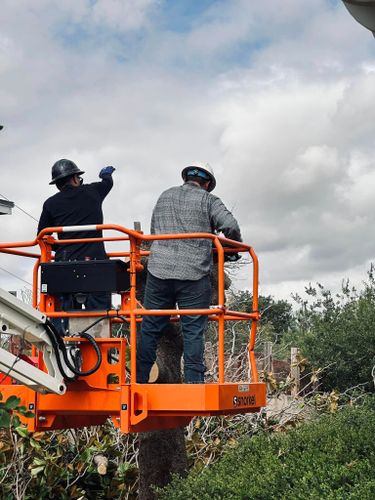 Hauling for Lion In The Tree Trimming Service in Big Spring, TX
