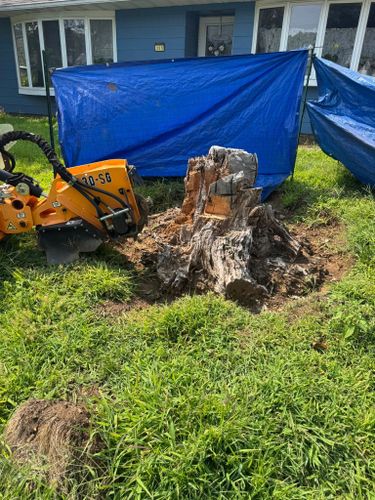 Stump Removal for Jills Stump Grinding and Firewood in Shelton, CT