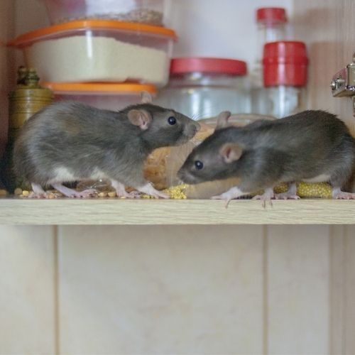 Rodent Control Services for Platinum Pest Control in Spring Hill, FL