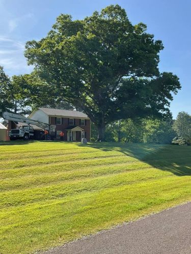 Tree Removal for Hoss Tree Works & Logging in Durham, NC