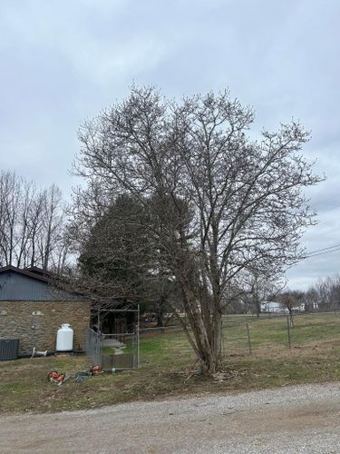 Fall and Spring Clean Up for Atwood’s Tree Care in Liberty,  KY