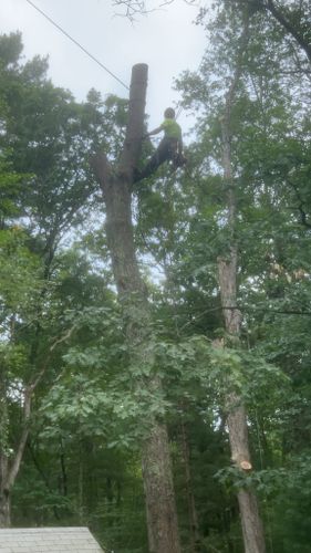Tree Trimming for G&M Property Service in Attleboro, MA
