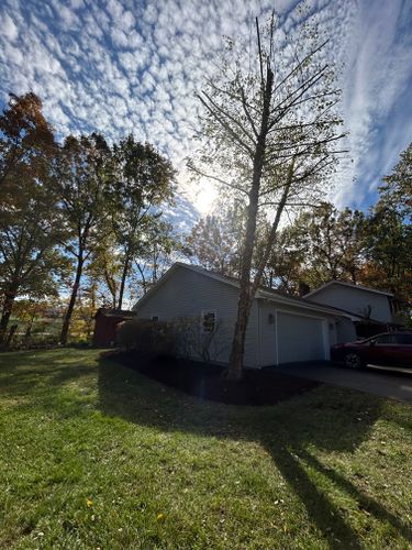 Tree Trimming for Optimum Tree Service And Landscaping in Bowling Green, KY