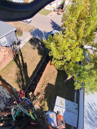 Tree Removal for Elevated Tree Care in Gillette, WY