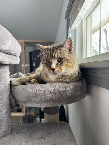 Animal Sanctuary for Sullivan Sanctuary of Maine in Brunswick, ME