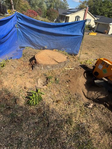 Stump Removal for Jills Stump Grinding and Firewood in Shelton, CT