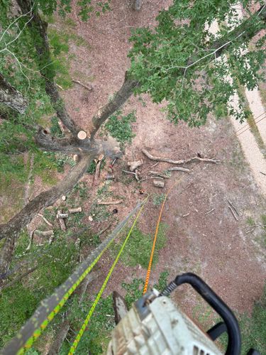  for Ascending Tree Service LLC in Kenbridge, VA