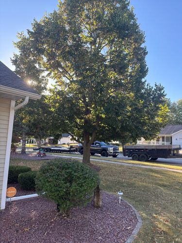 Stump Removal for Fransen's Tree Service  in Freeport, IL