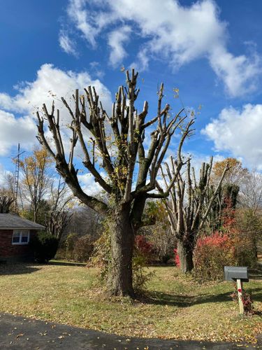 Fall and Spring Clean Up for Atwood’s Tree Care in Liberty,  KY