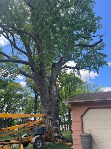 Tree Trimming for K and Z Tree Care in Isanti County, MN