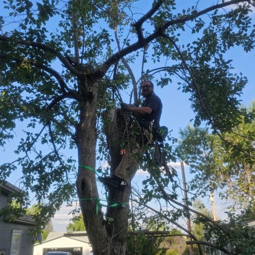 for Two Fellers Tree Service in Buffalo, WY