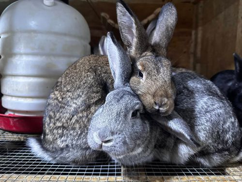 Animal Rescue for Sullivan Sanctuary of Maine in Brunswick, ME