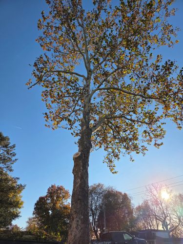  for Lawn Ranger Yard And Tree Service LLC in Ottumwa, IA