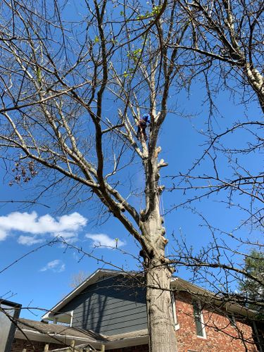 Tree Trimming for Optimum Tree Service And Landscaping in Bowling Green, KY