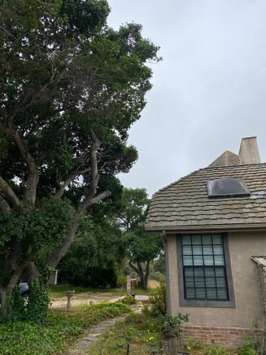 Tree Removal for A1 Junk & Tree Solutions, LLC in Paso Robles, CA