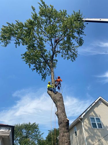 Tree Trimming for Trio Tree Services in Ocean Park, WA