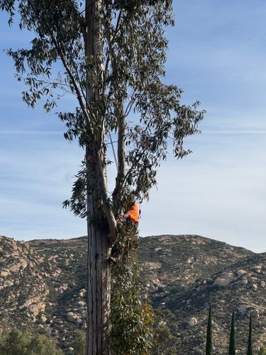 Tree Services for The Tree Fairy in Julian, CA
