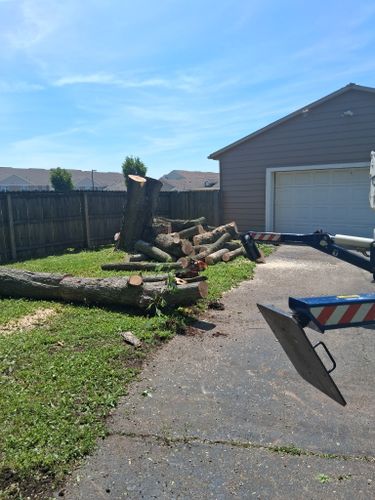 All Photos for Pro Tree Trim & Removal, Llc in Dayton, OH