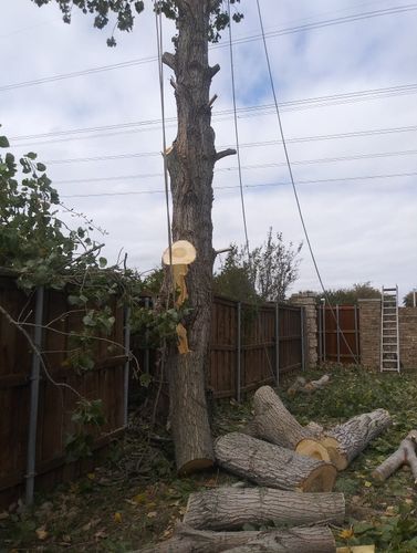 Tree Trimming for Chico's Tree Service in Dallas, TX