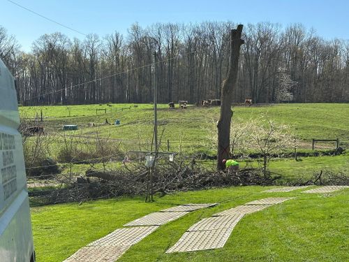  for Mad Tree Service in Cochranton, PA
