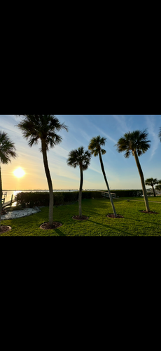 Mangrove Trimming for MX Trees LLC in Englewood, FL