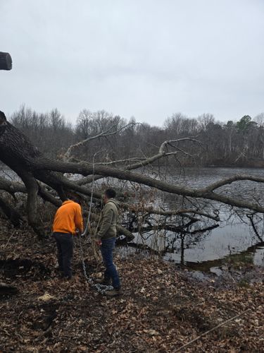 Tree Trimming for Optimum Tree Service And Landscaping in Bowling Green, KY