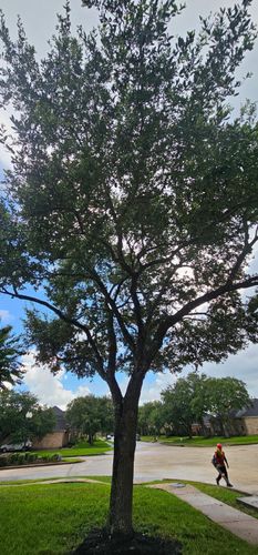  for Servin's Tree Care  in Houston, TX