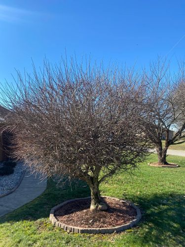 Tree Removal for Atwood’s Tree Care in Liberty,  KY