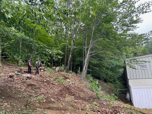 Tree Services for Blue Ribbon Tree Service in Gilford, NH