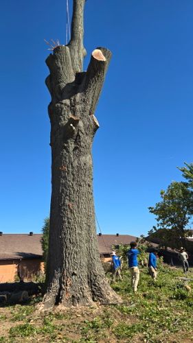 Tree Removal for Optimum Tree Service And Landscaping in Bowling Green, KY