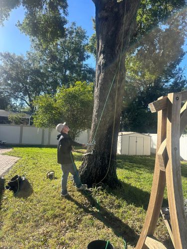  for Narrow Path Tree Service in Deland, FL