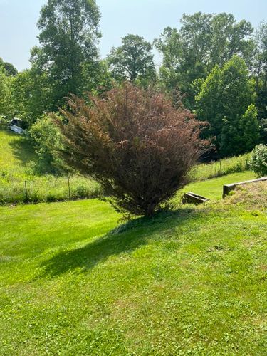 Tree Removal for Atwood’s Tree Care in Liberty,  KY